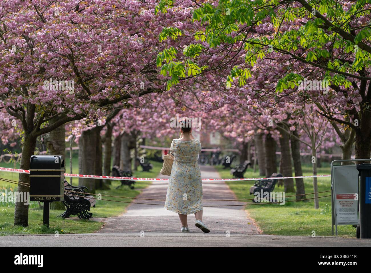 Londres, Royaume-Uni. 11 avril 2020. Coronavirus : week-end de Pâques avec maintien de la canicule dans le Greenwich Park. Les cerisiers en fleurs du parc, aujourd'hui en pleine floraison, sont enfilés derrière un cordon policier pour décourager les rassemblements publics, car la police continue d'exhorter les gens à maintenir une distance physique dans les parcs britanniques. Crédit: Guy Corbishley/Alay Live News Banque D'Images