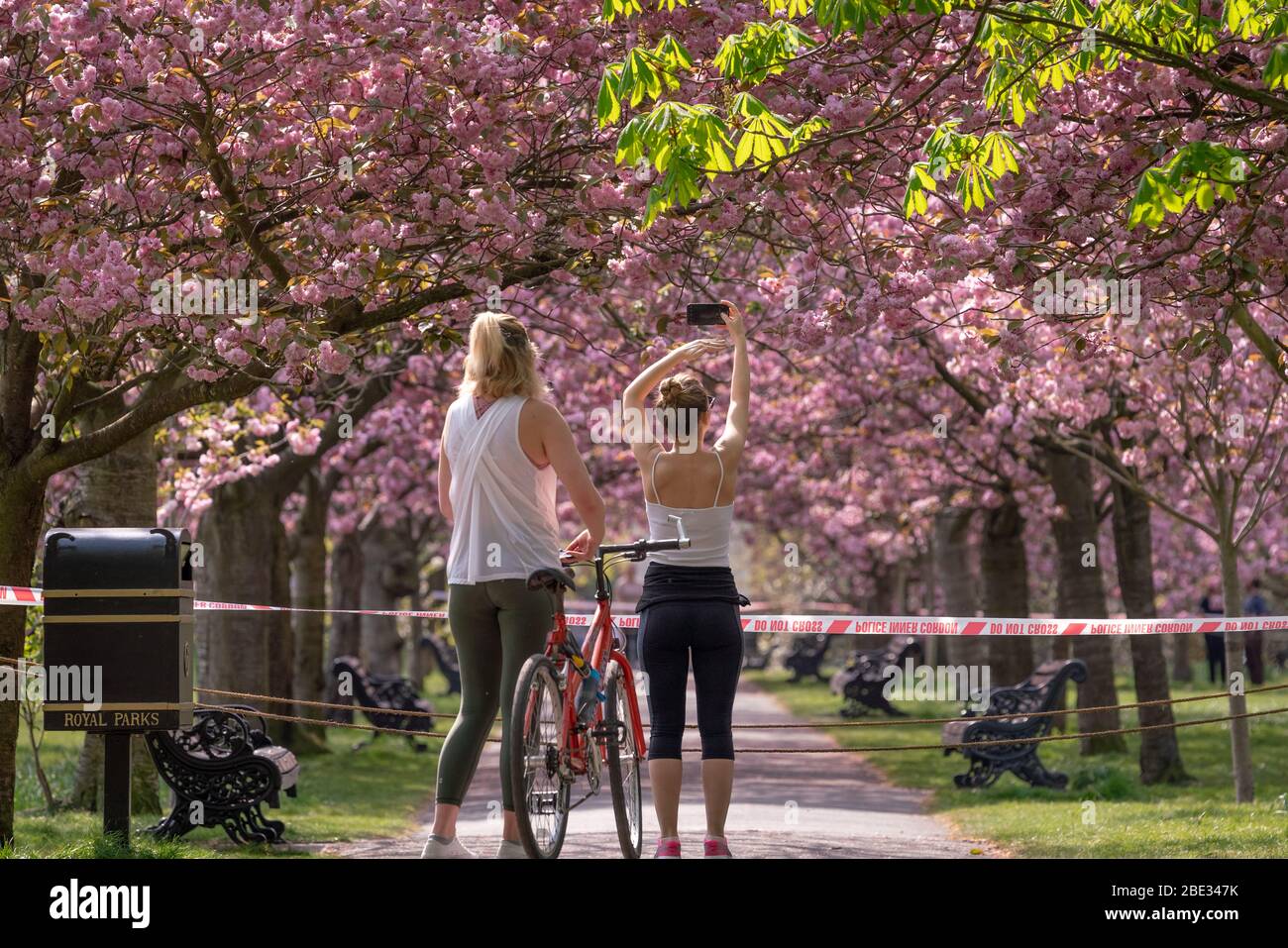 Londres, Royaume-Uni. 11 avril 2020. Coronavirus : week-end de Pâques avec maintien de la canicule dans le Greenwich Park. Les cerisiers en fleurs du parc, aujourd'hui en pleine floraison, sont enfilés derrière un cordon policier pour décourager les rassemblements publics, car la police continue d'exhorter les gens à maintenir une distance physique dans les parcs britanniques. Crédit: Guy Corbishley/Alay Live News Banque D'Images