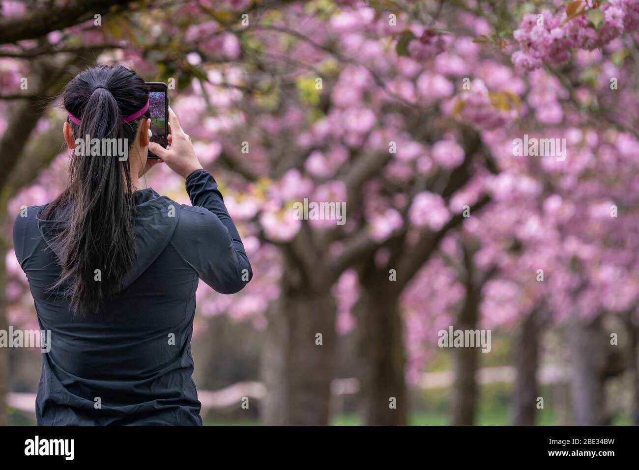 Londres, Royaume-Uni. 11 avril 2020. Coronavirus : week-end de Pâques avec maintien de la canicule dans le Greenwich Park. Les cerisiers en fleurs du parc, aujourd'hui en pleine floraison, sont enfilés derrière un cordon policier pour décourager les rassemblements publics, car la police continue d'exhorter les gens à maintenir une distance physique dans les parcs britanniques. Crédit: Guy Corbishley/Alay Live News Banque D'Images