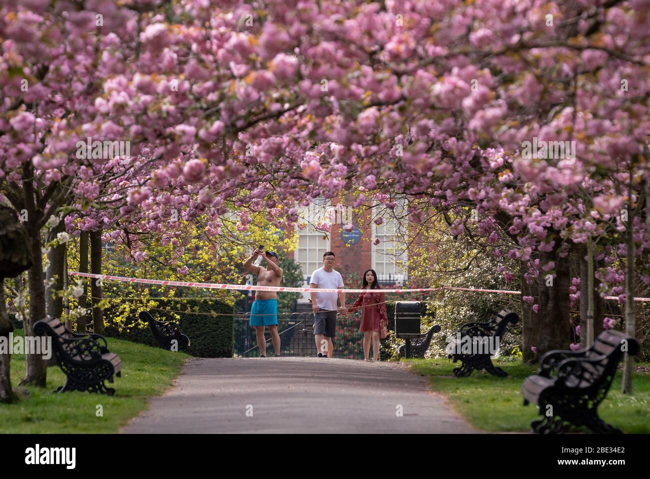 Londres, Royaume-Uni. 11 avril 2020. Coronavirus : week-end de Pâques avec maintien de la canicule dans le Greenwich Park. Les cerisiers en fleurs du parc, aujourd'hui en pleine floraison, sont enfilés derrière un cordon policier pour décourager les rassemblements publics, car la police continue d'exhorter les gens à maintenir une distance physique dans les parcs britanniques. Crédit: Guy Corbishley/Alay Live News Banque D'Images