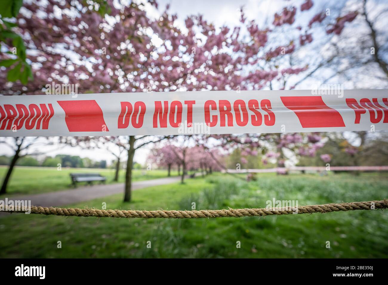 Londres, Royaume-Uni. 11 avril 2020. Coronavirus : week-end de Pâques avec maintien de la canicule dans le Greenwich Park. Les cerisiers en fleurs du parc, aujourd'hui en pleine floraison, sont enfilés derrière un cordon policier pour décourager les rassemblements publics, car la police continue d'exhorter les gens à maintenir une distance physique dans les parcs britanniques. Crédit: Guy Corbishley/Alay Live News Banque D'Images