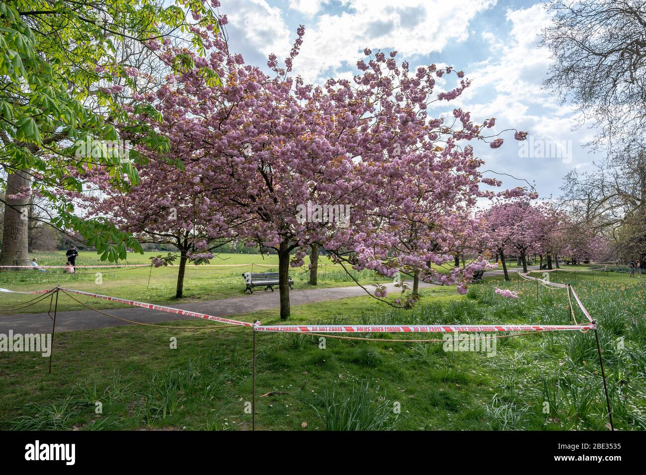 Londres, Royaume-Uni. 11 avril 2020. Coronavirus : week-end de Pâques avec maintien de la canicule dans le Greenwich Park. Les cerisiers en fleurs du parc, aujourd'hui en pleine floraison, sont enfilés derrière un cordon policier pour décourager les rassemblements publics, car la police continue d'exhorter les gens à maintenir une distance physique dans les parcs britanniques. Crédit: Guy Corbishley/Alay Live News Banque D'Images