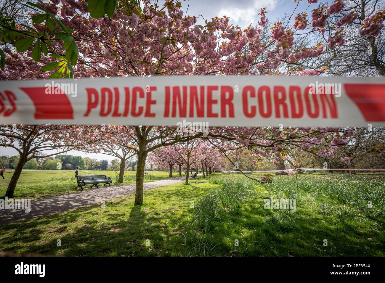 Londres, Royaume-Uni. 11 avril 2020. Coronavirus : week-end de Pâques avec maintien de la canicule dans le Greenwich Park. Les cerisiers en fleurs du parc, aujourd'hui en pleine floraison, sont enfilés derrière un cordon policier pour décourager les rassemblements publics, car la police continue d'exhorter les gens à maintenir une distance physique dans les parcs britanniques. Crédit: Guy Corbishley/Alay Live News Banque D'Images