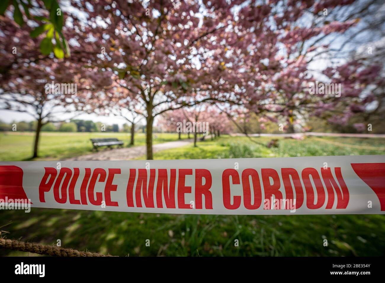 Londres, Royaume-Uni. 11 avril 2020. Coronavirus : week-end de Pâques avec maintien de la canicule dans le Greenwich Park. Les cerisiers en fleurs du parc, aujourd'hui en pleine floraison, sont enfilés derrière un cordon policier pour décourager les rassemblements publics, car la police continue d'exhorter les gens à maintenir une distance physique dans les parcs britanniques. Crédit: Guy Corbishley/Alay Live News Banque D'Images