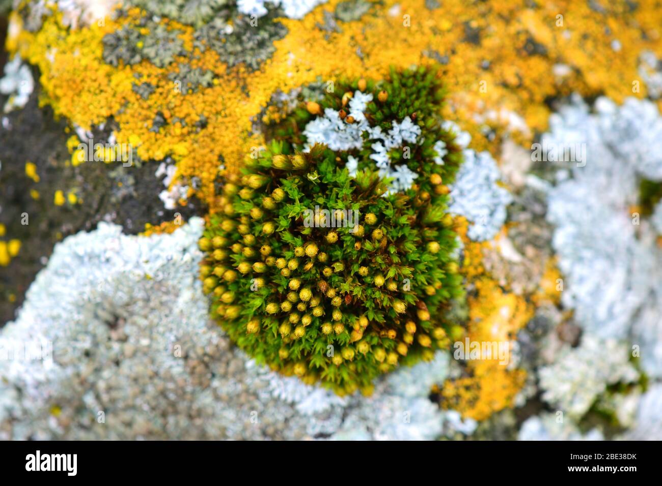 Tortula muralis, Polytrichum et Caloplaca thallincola mousses sur le rocher. Banque D'Images