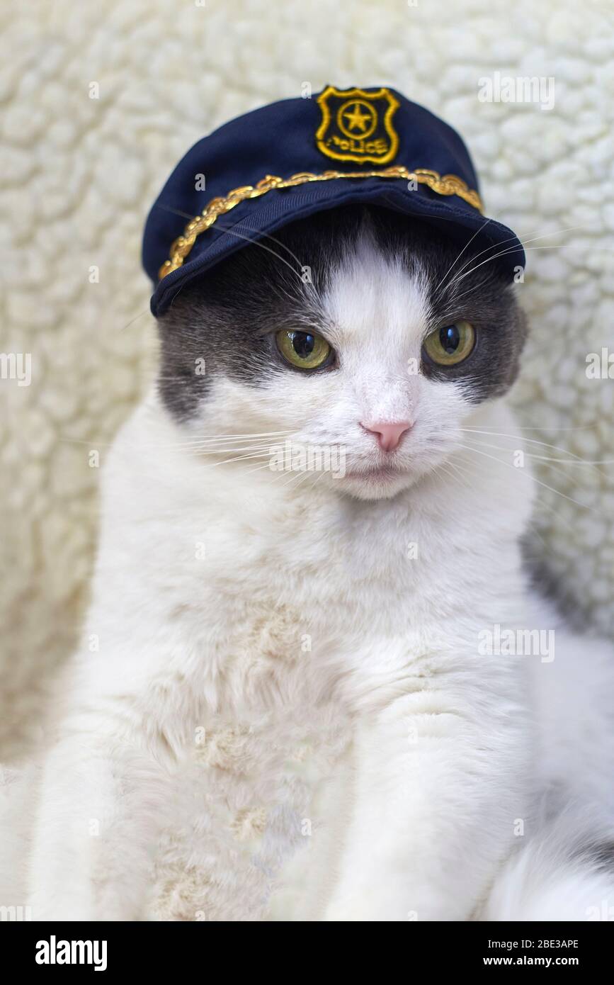 Portrait D Un Chat Drole Mignon Dans Un Chapeau De Police Photo Stock Alamy