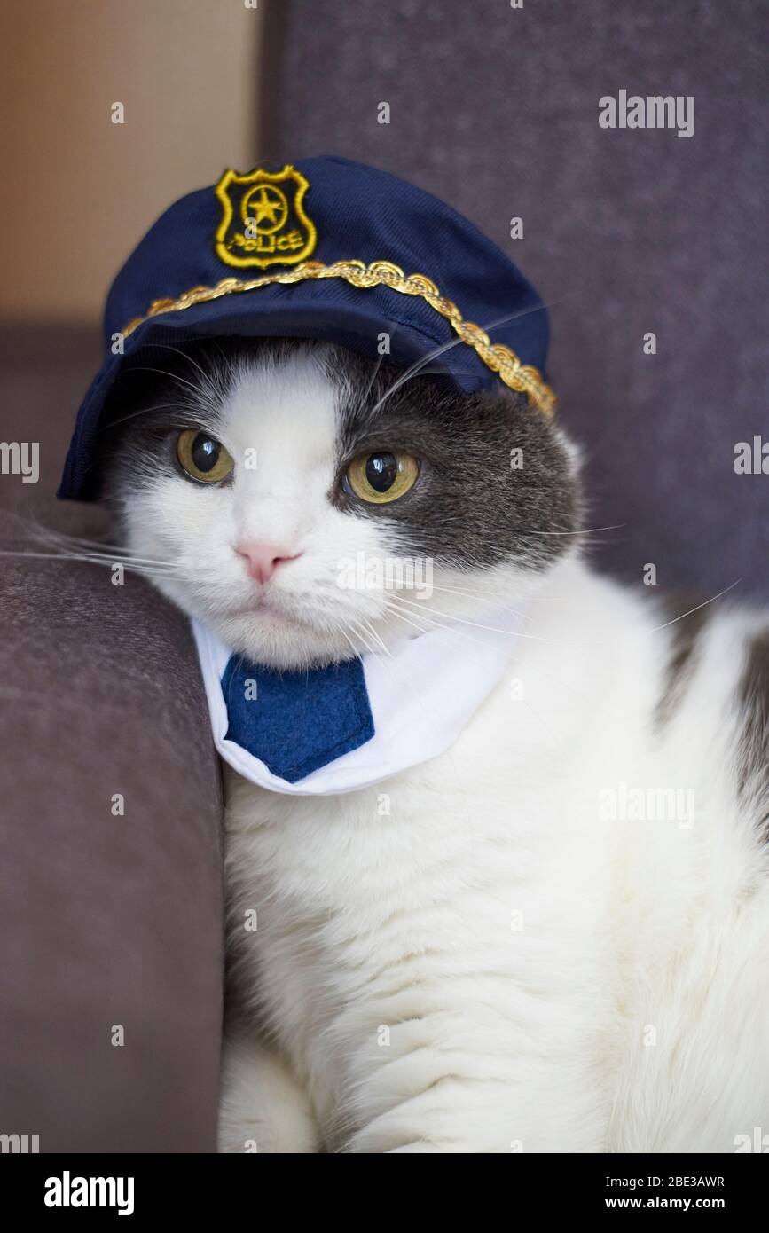 Portrait D Un Chat Drole Mignon Dans Un Chapeau De Police Et Cravate Photo Stock Alamy