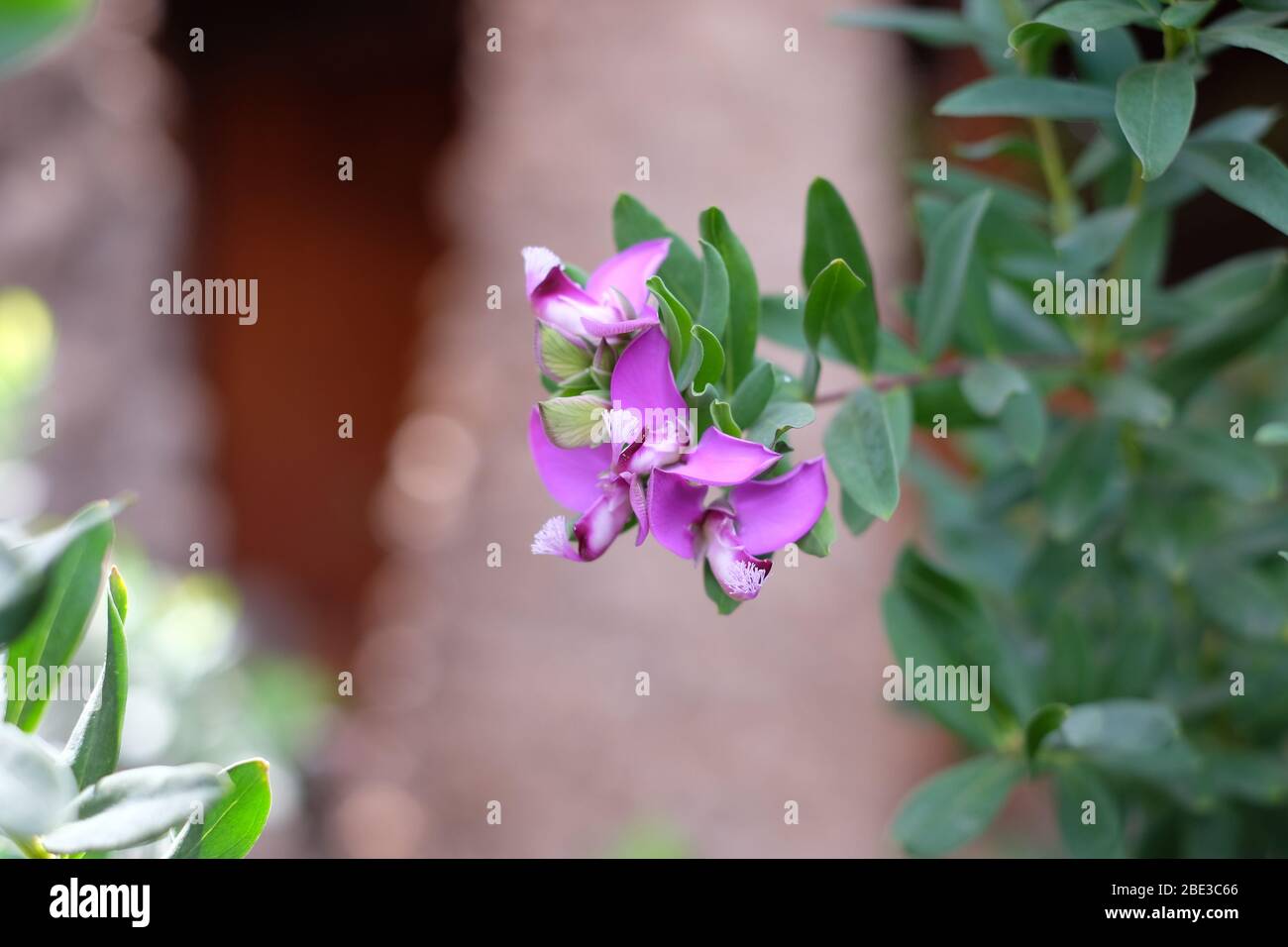 Petite fleur violette sur fond naturel flou. Banque D'Images