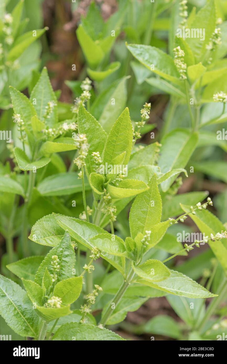 Macro gros plan de fleurs minute de Mercure de chien toxique / Mercurialis perennis poussant dans un Cornouh hedgeriow. Une fois utilisé dans les médicaments à base de plantes. Banque D'Images