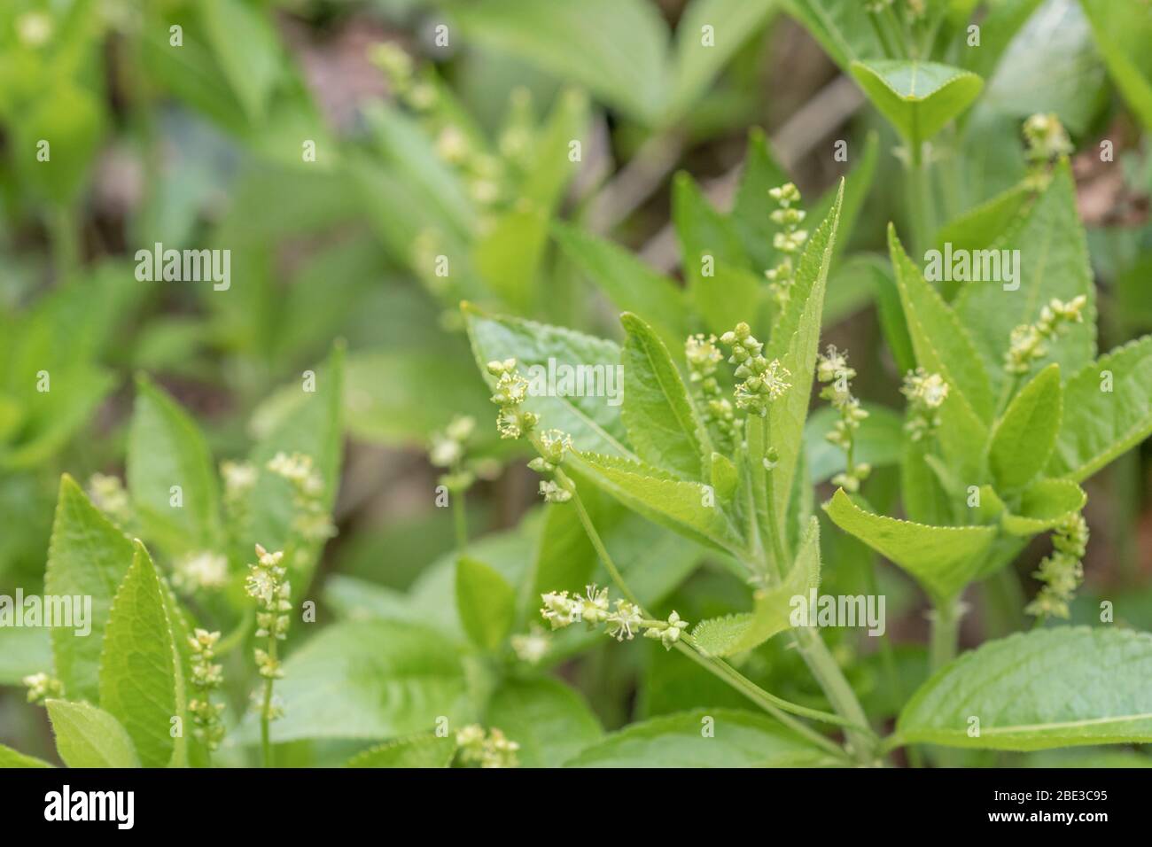 Macro gros plan de fleurs minute de Mercure de chien toxique / Mercurialis perennis poussant dans un Cornouh hedgeriow. Une fois utilisé dans les médicaments à base de plantes. Banque D'Images