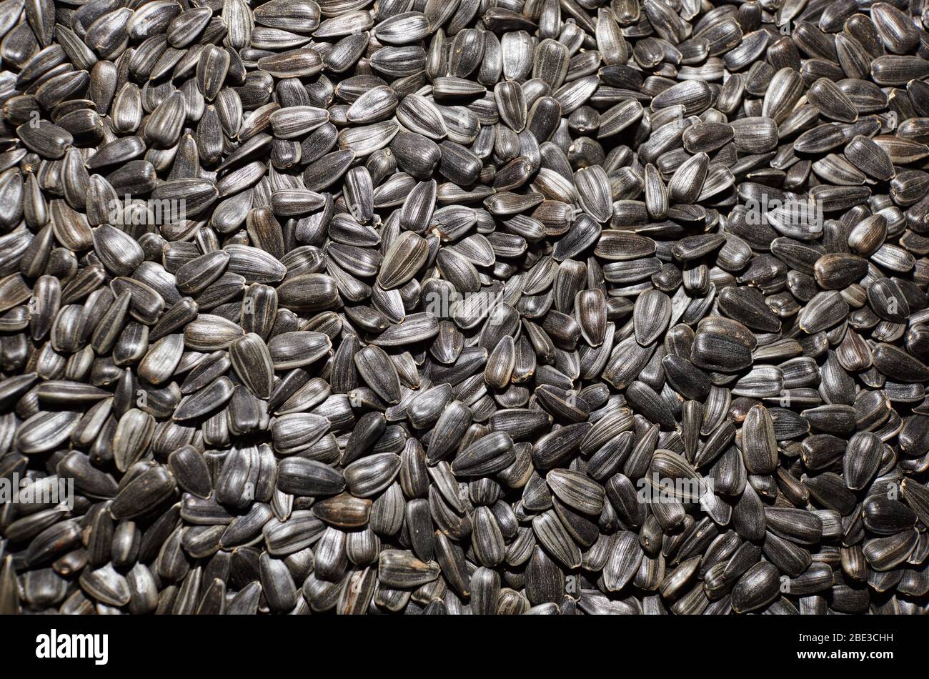 Les graines de tournesol noires. La texture de fond ou Banque D'Images