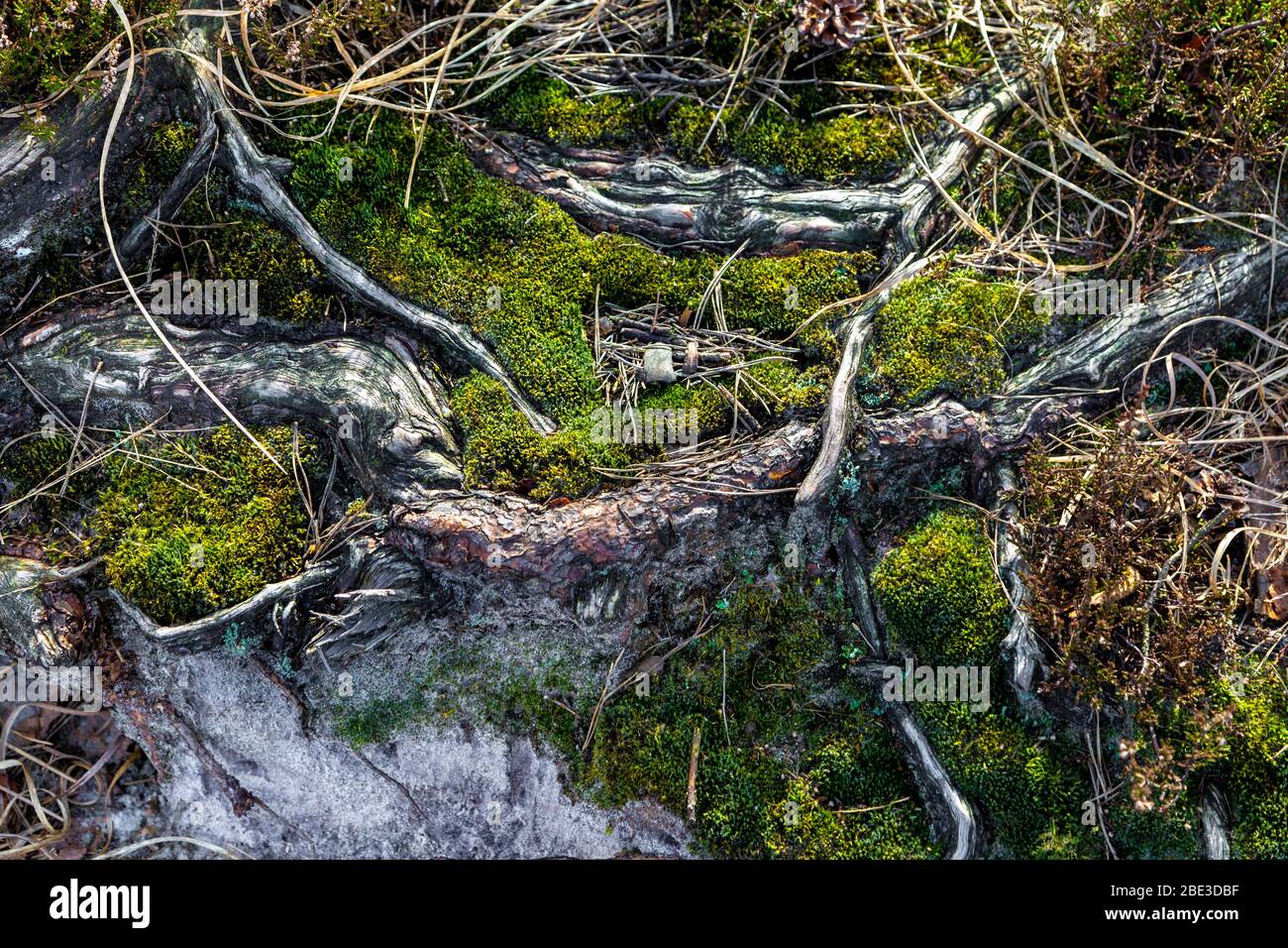 Racines et mousses d'arbres au parc national de Kalmthout, Belgique Banque D'Images