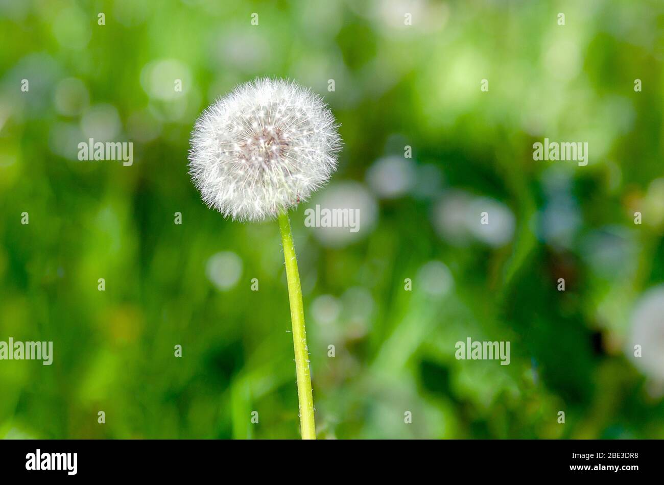 pissenlit blanc sur fond d'herbe flou Banque D'Images