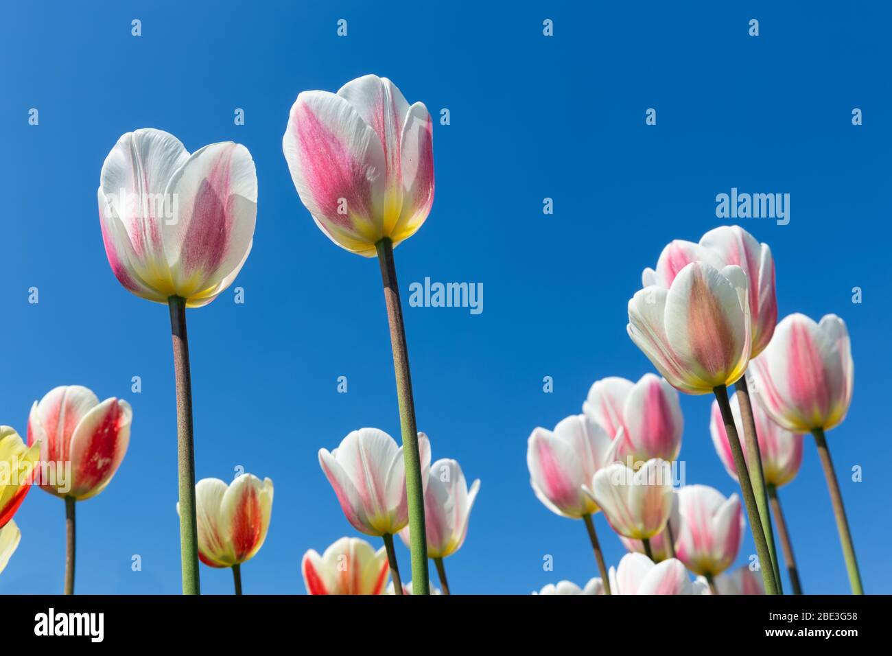 De belles tulipes blanches et roses qui s'intéressent au ciel Banque D'Images