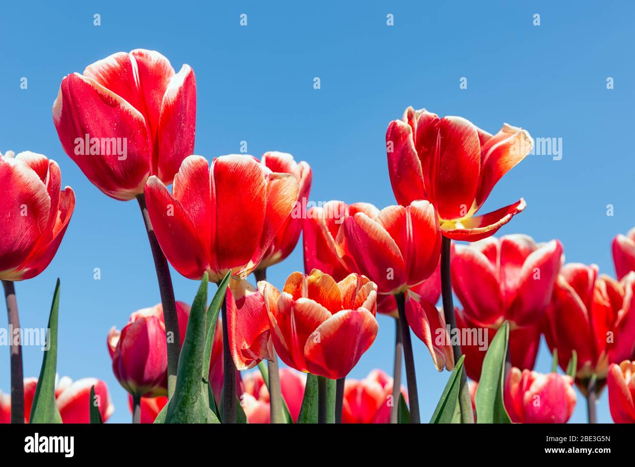 De belles tulipes rouges qui s'affichent vers le haut jusqu'au ciel Banque D'Images