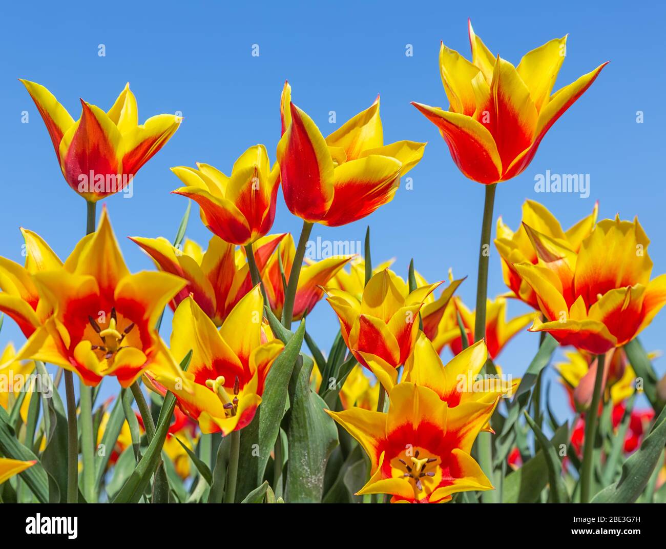 Magnifique rouge avec tulipes jaunes regardant vers le haut jusqu'au ciel Banque D'Images