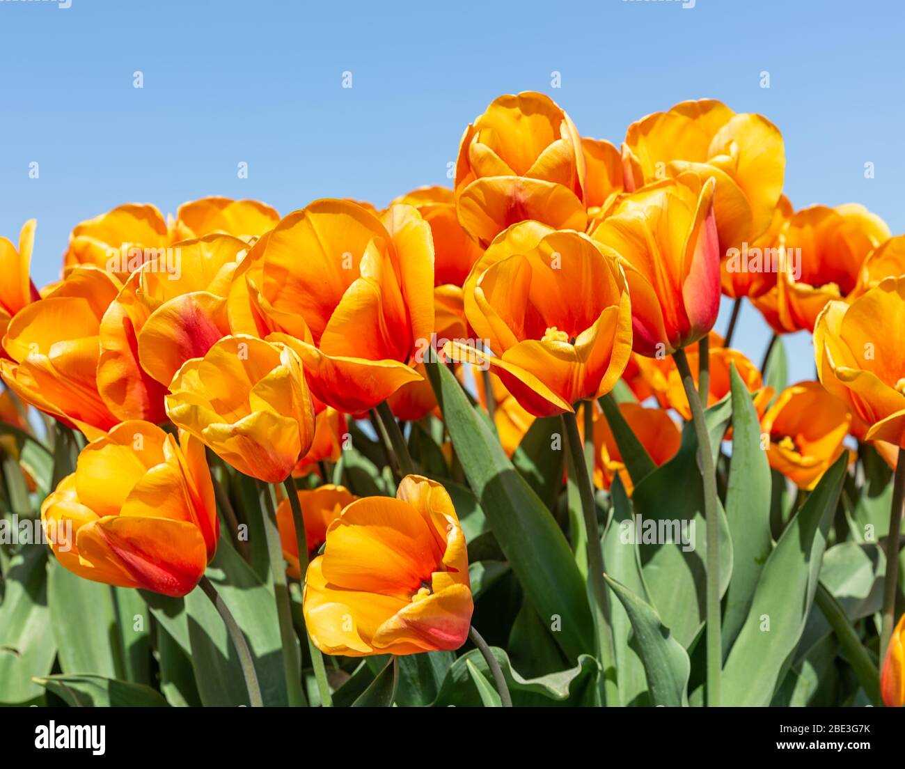 Belles tulipes orange qui regardent le ciel Banque D'Images