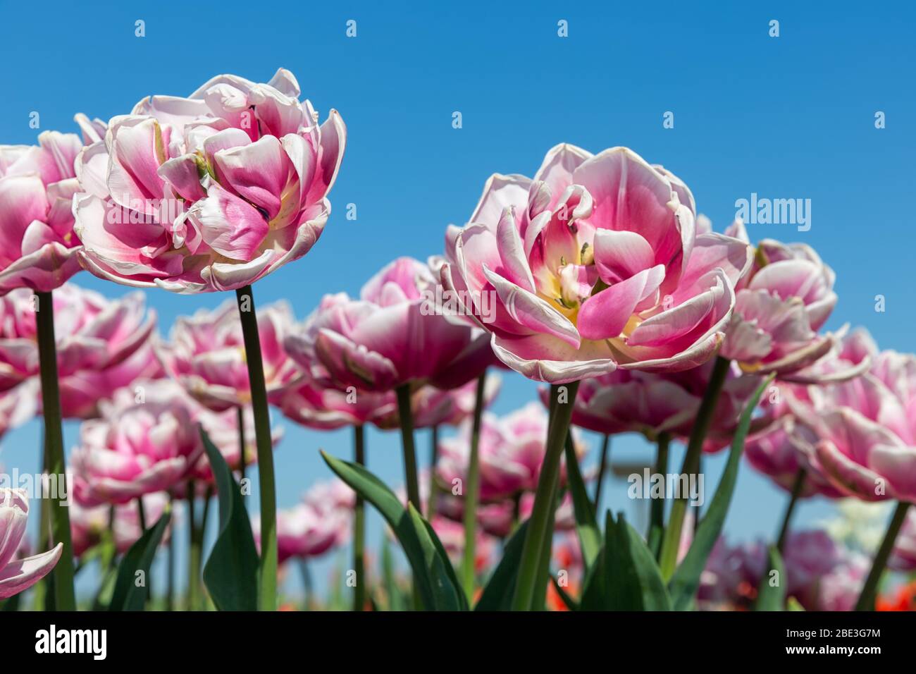 De belles tulipes blanches et roses qui s'intéressent au ciel Banque D'Images