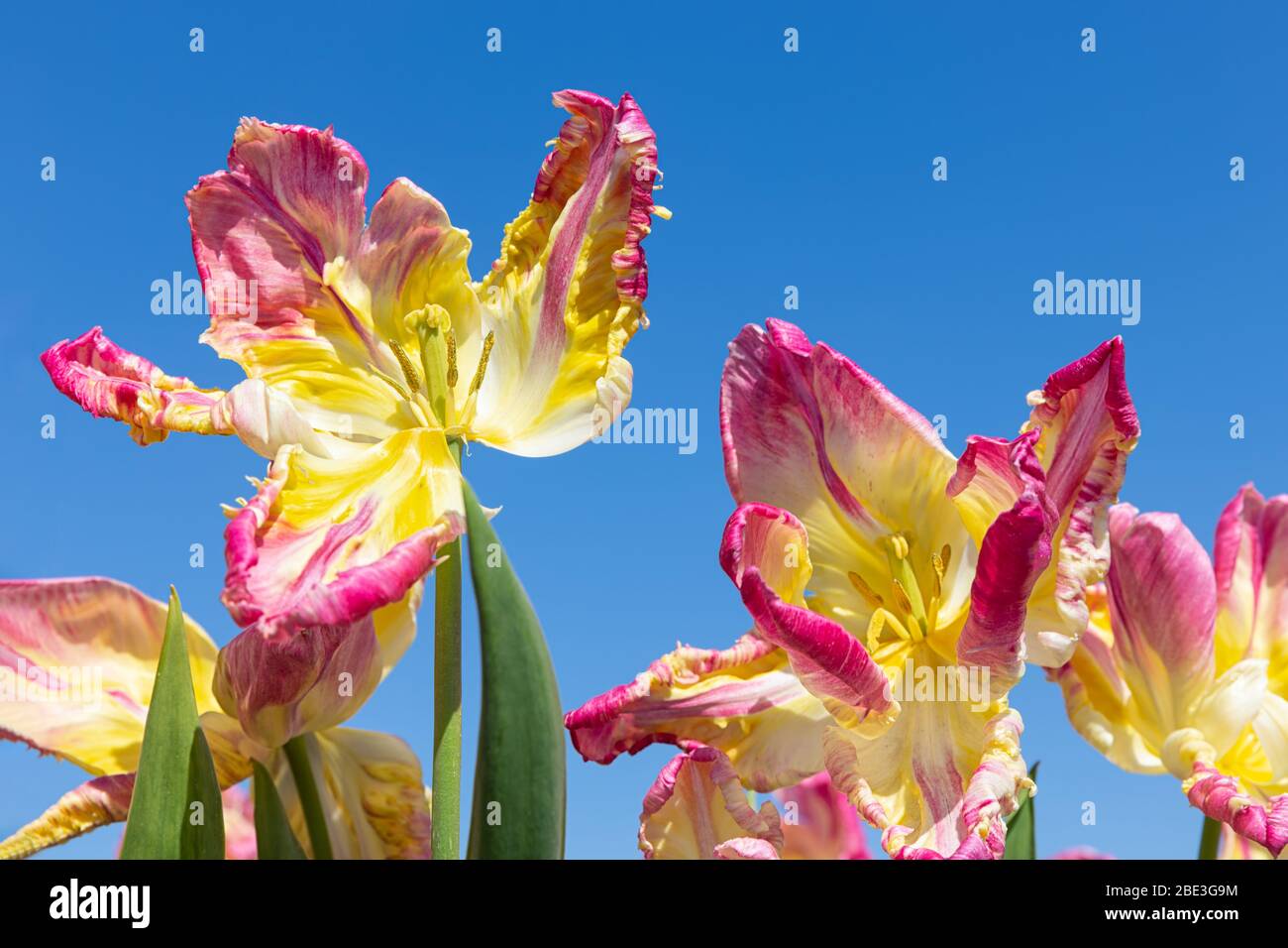 De belles tulipes violettes et jaunes qui s'intéressent au ciel Banque D'Images