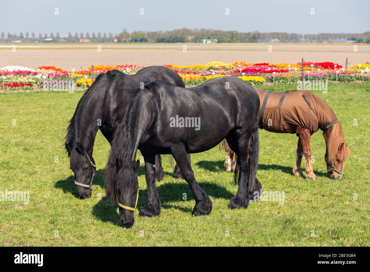 Trois chevaux avec couverture de pâturage près de coloré jardin néerlandais de tulipe Banque D'Images