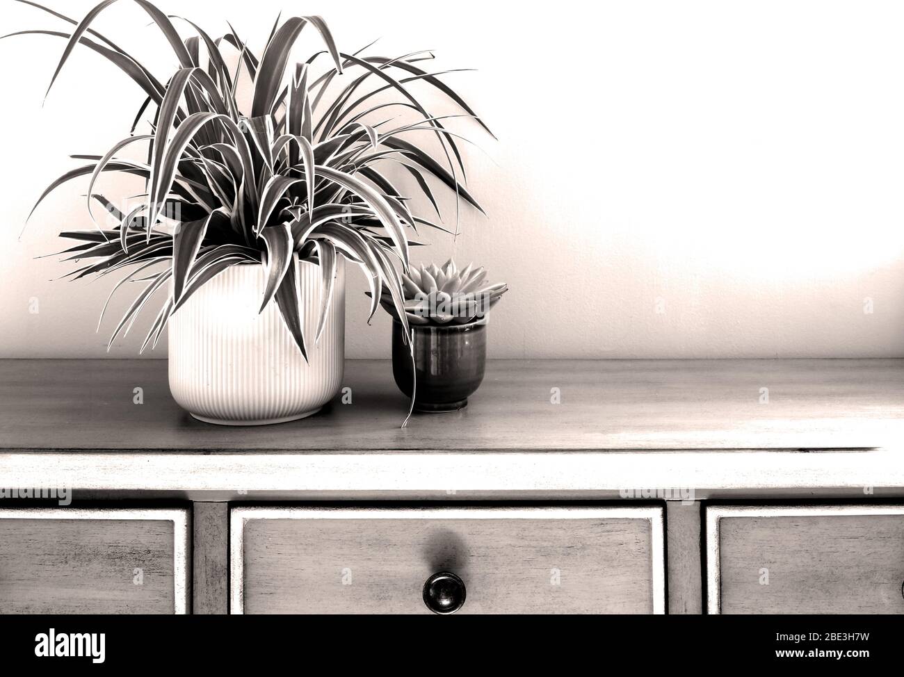 La maison des plantes pots sur l'armoire verte contre le mur vert pastel. Décoration maison, design maison.intérieur moderne et élégant de la chambre scandinave Banque D'Images