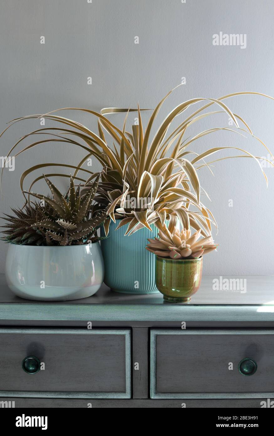 La maison des plantes pots sur l'armoire verte contre le mur vert pastel. Décoration maison, design maison.intérieur moderne et élégant de la chambre scandinave Banque D'Images