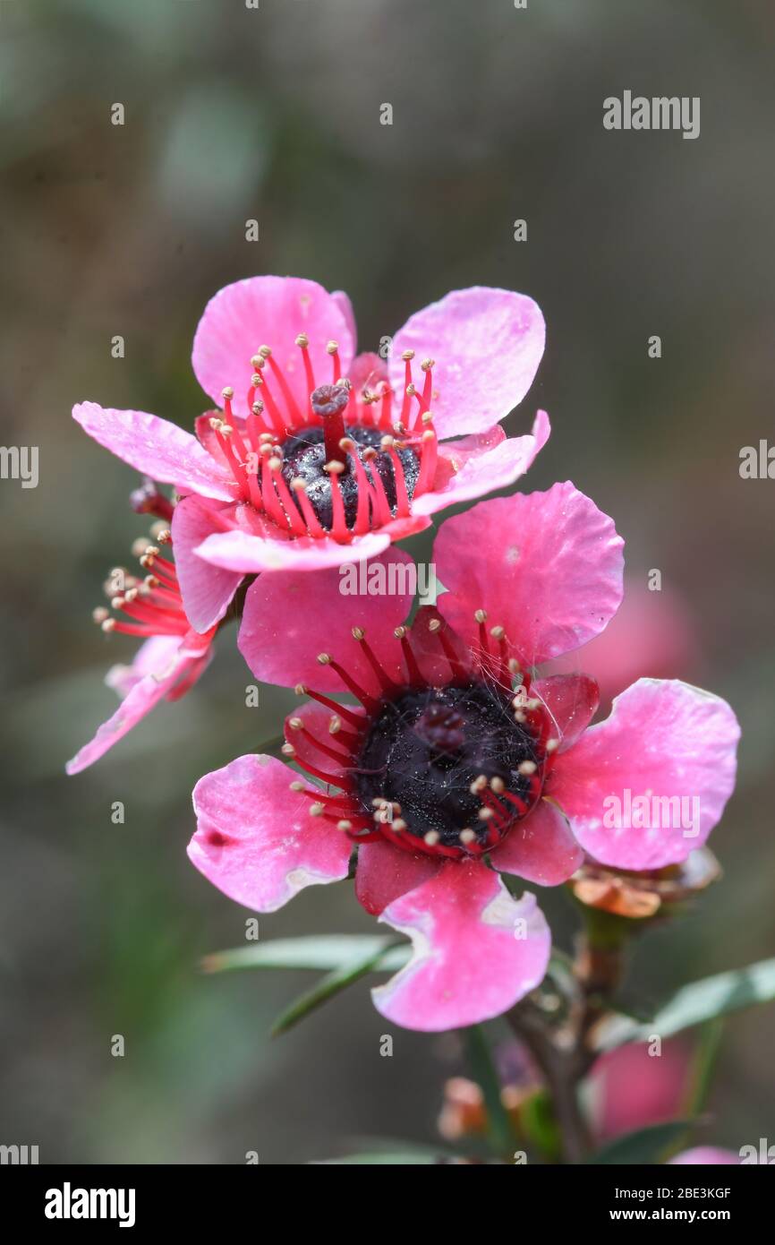 Gros plan de fleurs de Leptospermum avec nectaries pleines de nectar Banque D'Images