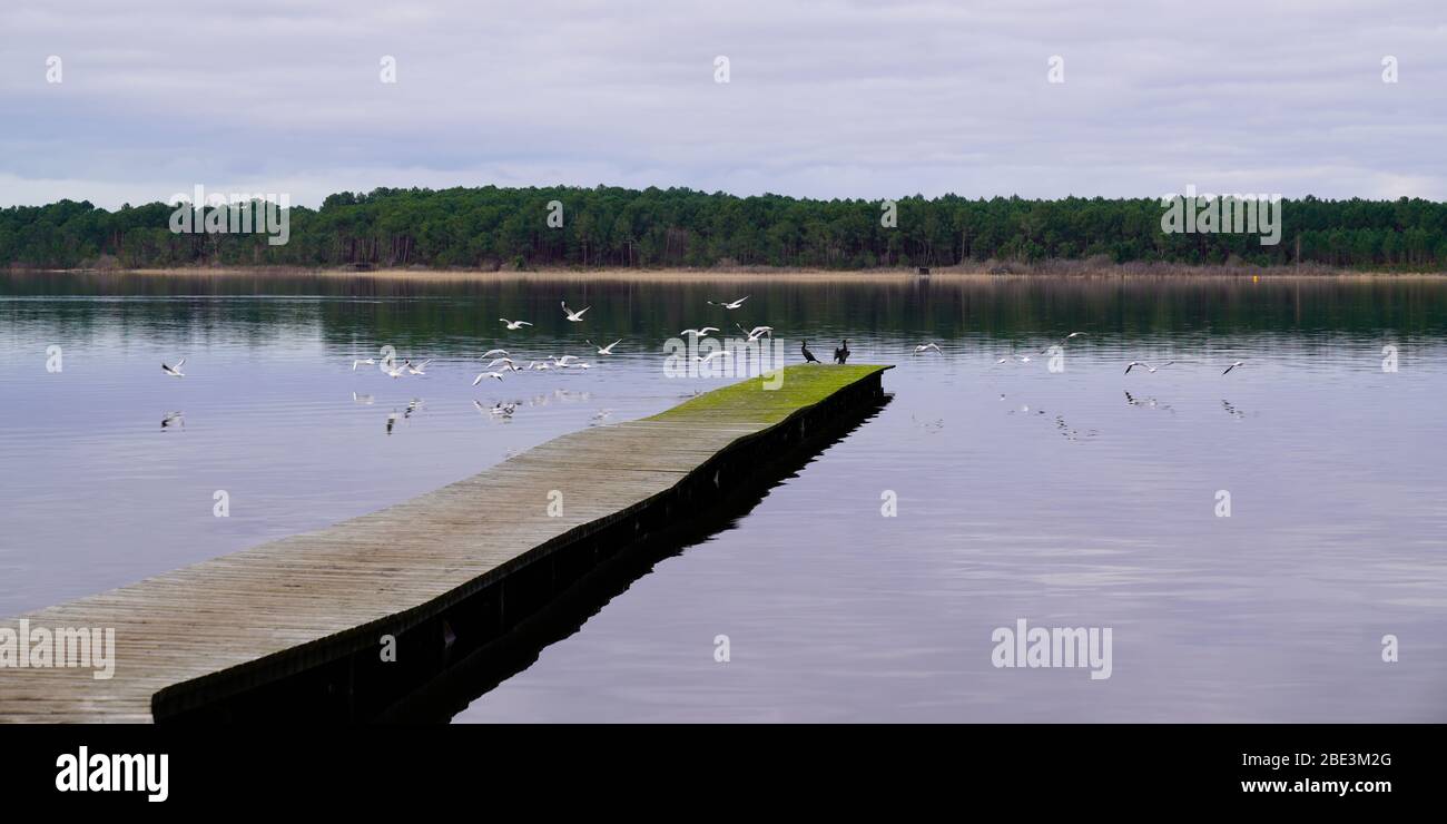 Ponton en bois avec oiseau sauvage voler sur le lac à travers l'eau de Sanguinet dans les Landes France Banque D'Images