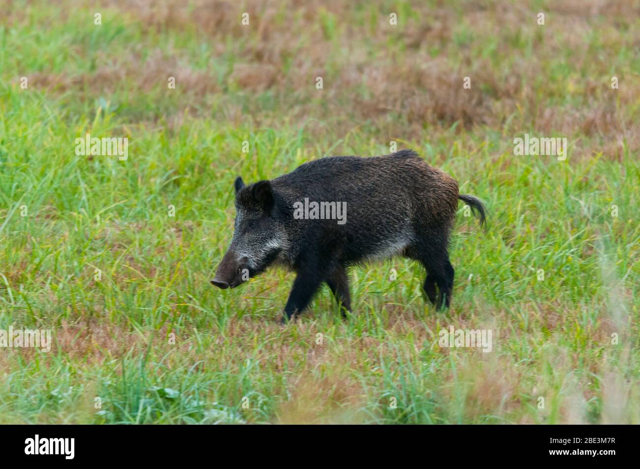France, Loir-et-Cher (41), Chambord (patrimoine mondial de l'UNESCO), parc et forêt de domaine National, sanglier mâle (Sus scrofa) Banque D'Images