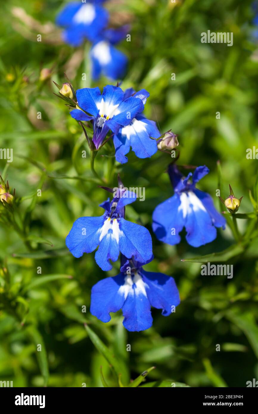 Fleurs bleues de la lobelia de bordure, Lobelia erinus. Banque D'Images