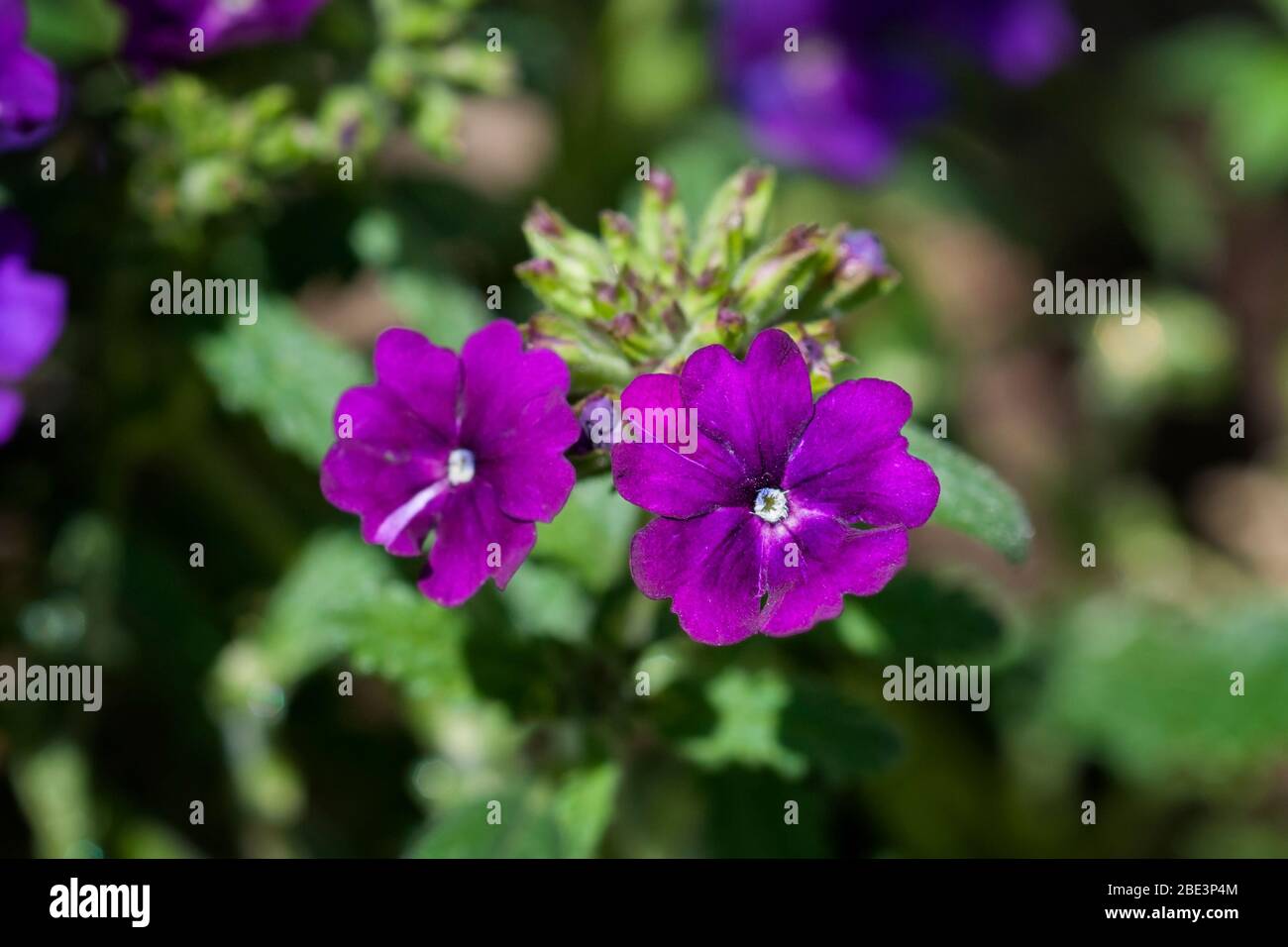 Fleurs violettes de vervain de jardin (Purple Endurascape), Verbena hybrida. Banque D'Images