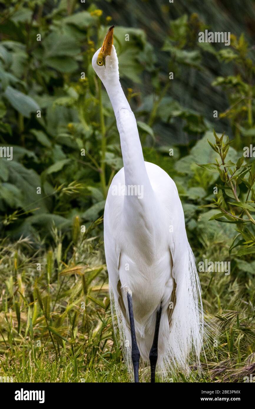 Un Grand Egret (Ardea alba) donne l'œil de la réserve nationale de faune Merced dans la vallée centrale de Californie, aux États-Unis Banque D'Images