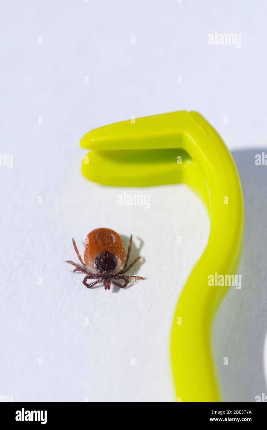 France, Loiret (45), tiques femelles (Ixodes ricinus) et tick extracteurs, vaste spectre en France, vecteur de transmission de la maladie de Lyme borreliose Banque D'Images