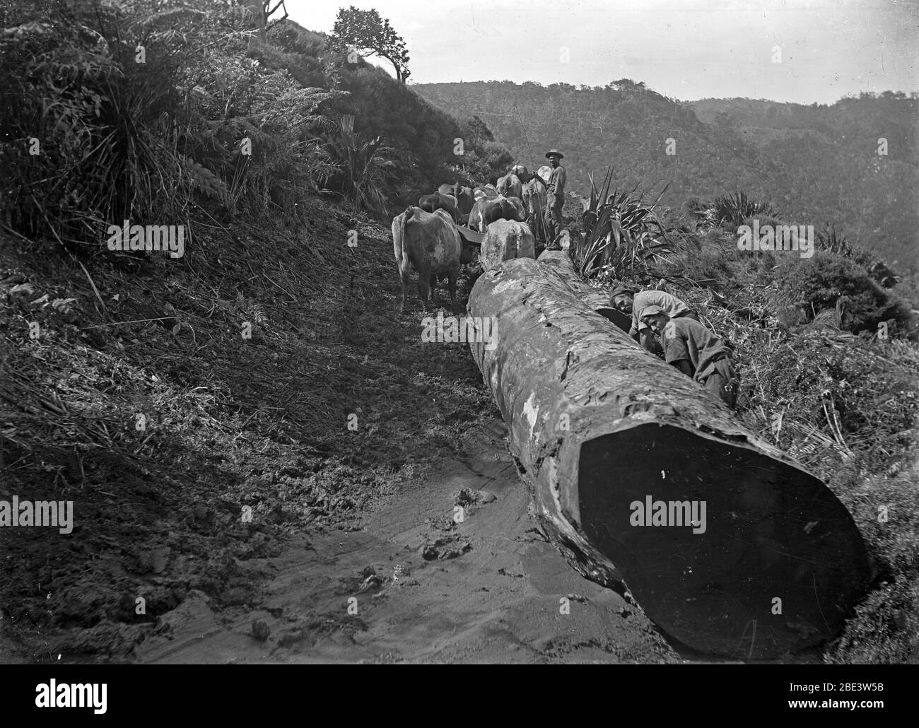 Une équipe de taureaux qui retire les grumes de l'arbre kauri dans un peuplement de brousse indigène près de Piha dans l'île du Nord de la Nouvelle-Zélande, vers 1915, par photographe Albert Percy Godber Banque D'Images