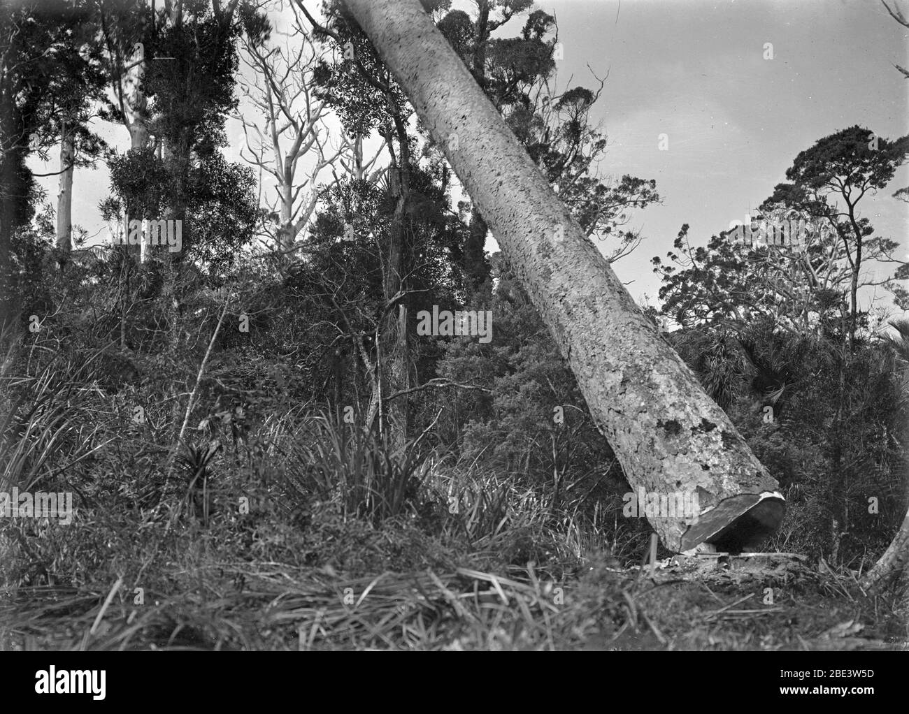 Arbre kauri descendant près de Piha, dans l'île du Nord de la Nouvelle-Zélande, vers 1915, par le photographe Albert Percy Godber Banque D'Images