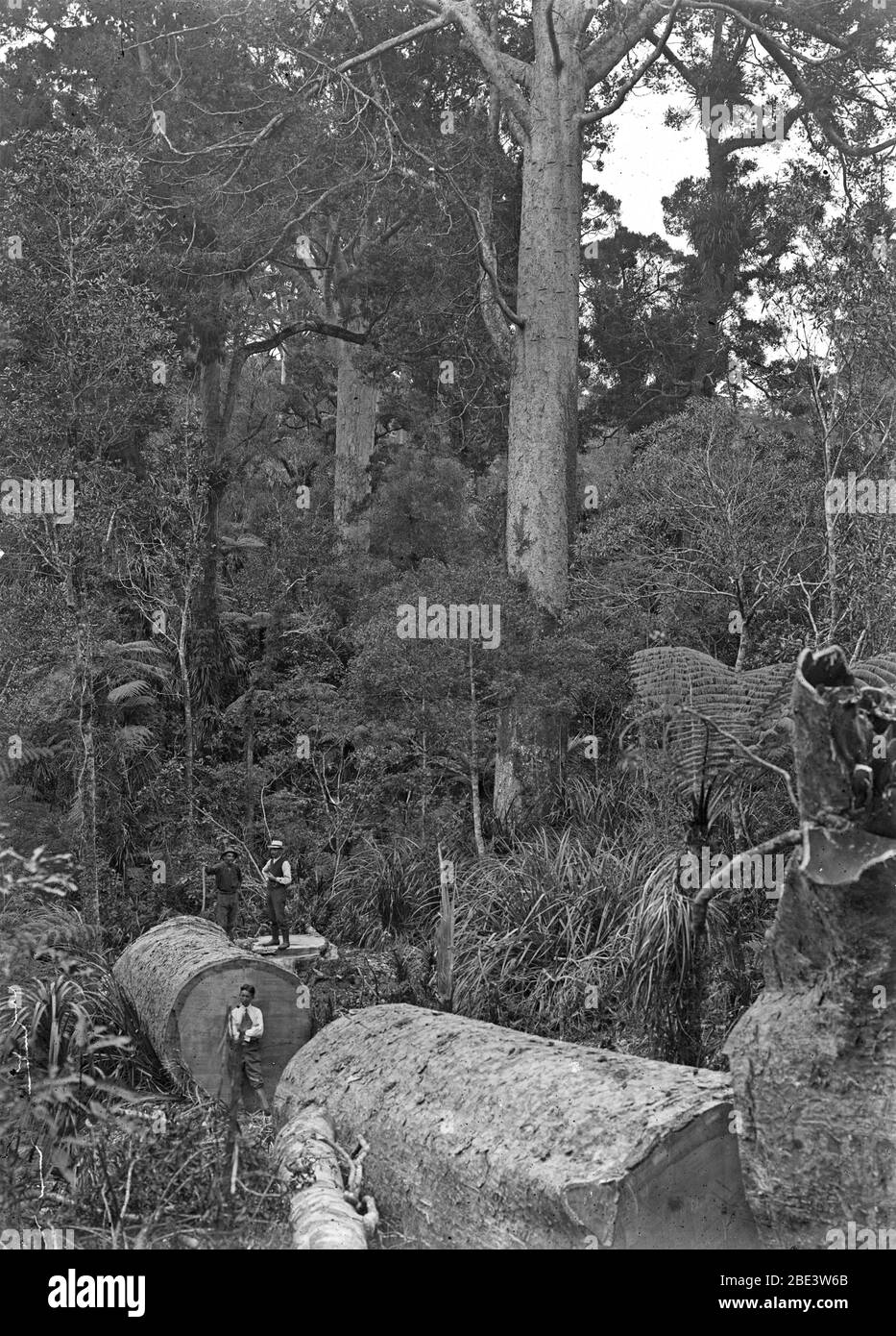 Les hommes examinent un arbre kauri tombé dans un peuplement de brousse indigène près de Piha dans l'île du Nord de la Nouvelle-Zélande, vers 1915, par le photographe Albert Percy Godber Banque D'Images