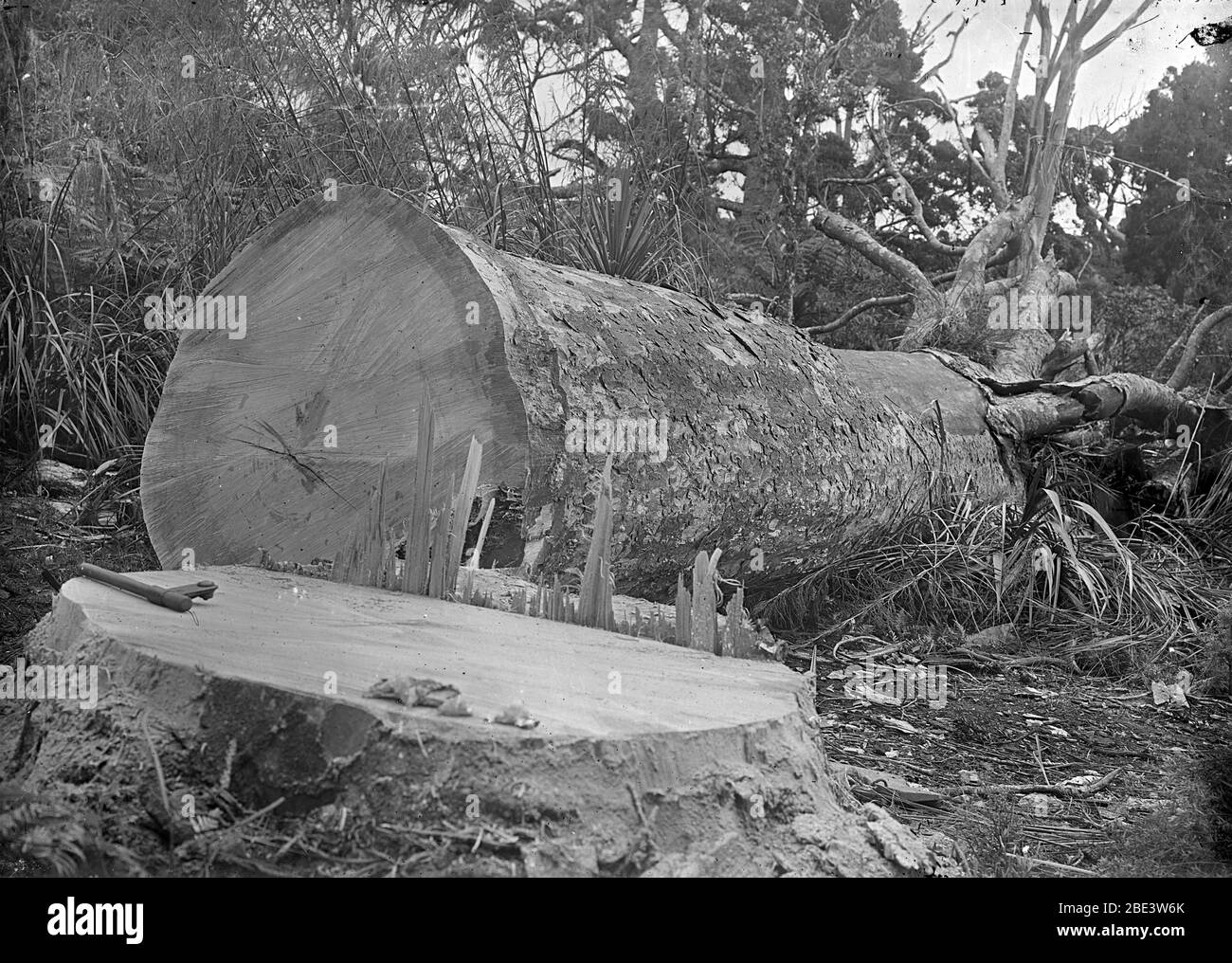 Arbre kauri tombé dans un peuplement de brousse indigène près de Piha dans l'île du Nord de la Nouvelle-Zélande, vers 1915, par le photographe Albert Percy Godber Banque D'Images