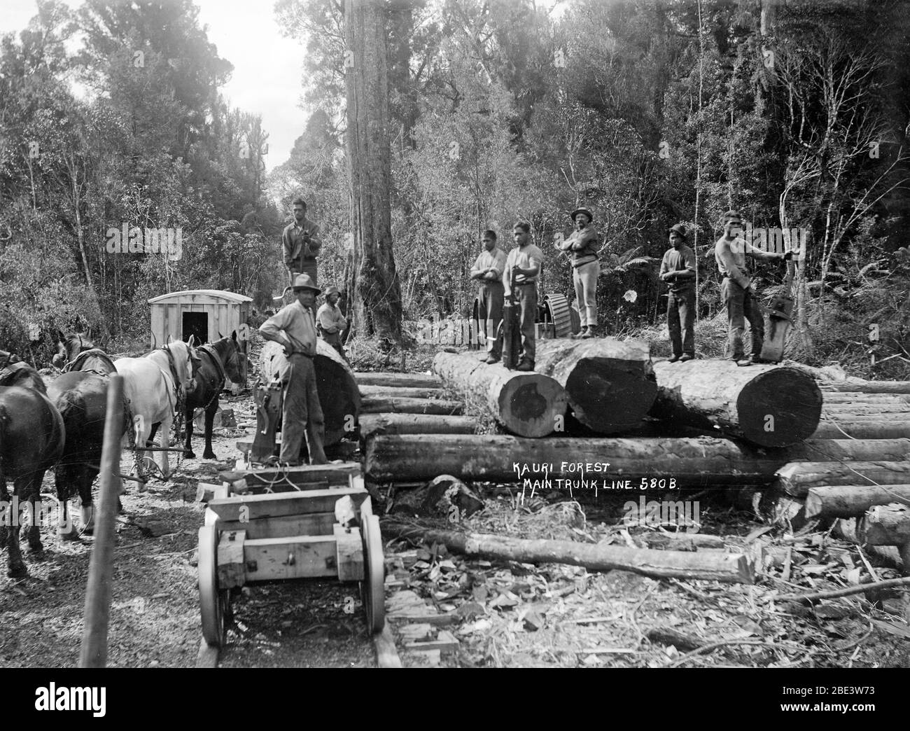 Les hommes se tiennent sur une pile de grumes de kauri tout en dénucléant la ligne de chemin de fer principale du tronc dans l'île du Nord de la Nouvelle-Zélande, vers 1915, par le photographe Albert Percy Godber Banque D'Images