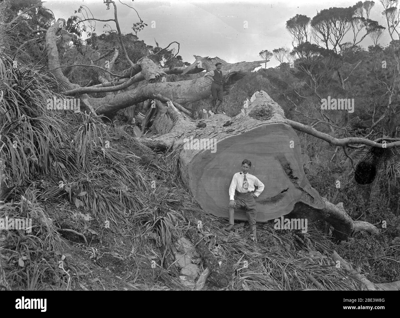 Les hommes examinent le bois inutilisable sur un arbre kauri tombé dans un peuplement de brousse indigène près de Piha dans l'île du Nord de la Nouvelle-Zélande, vers 1915, par le photographe Albert Percy Godber Banque D'Images