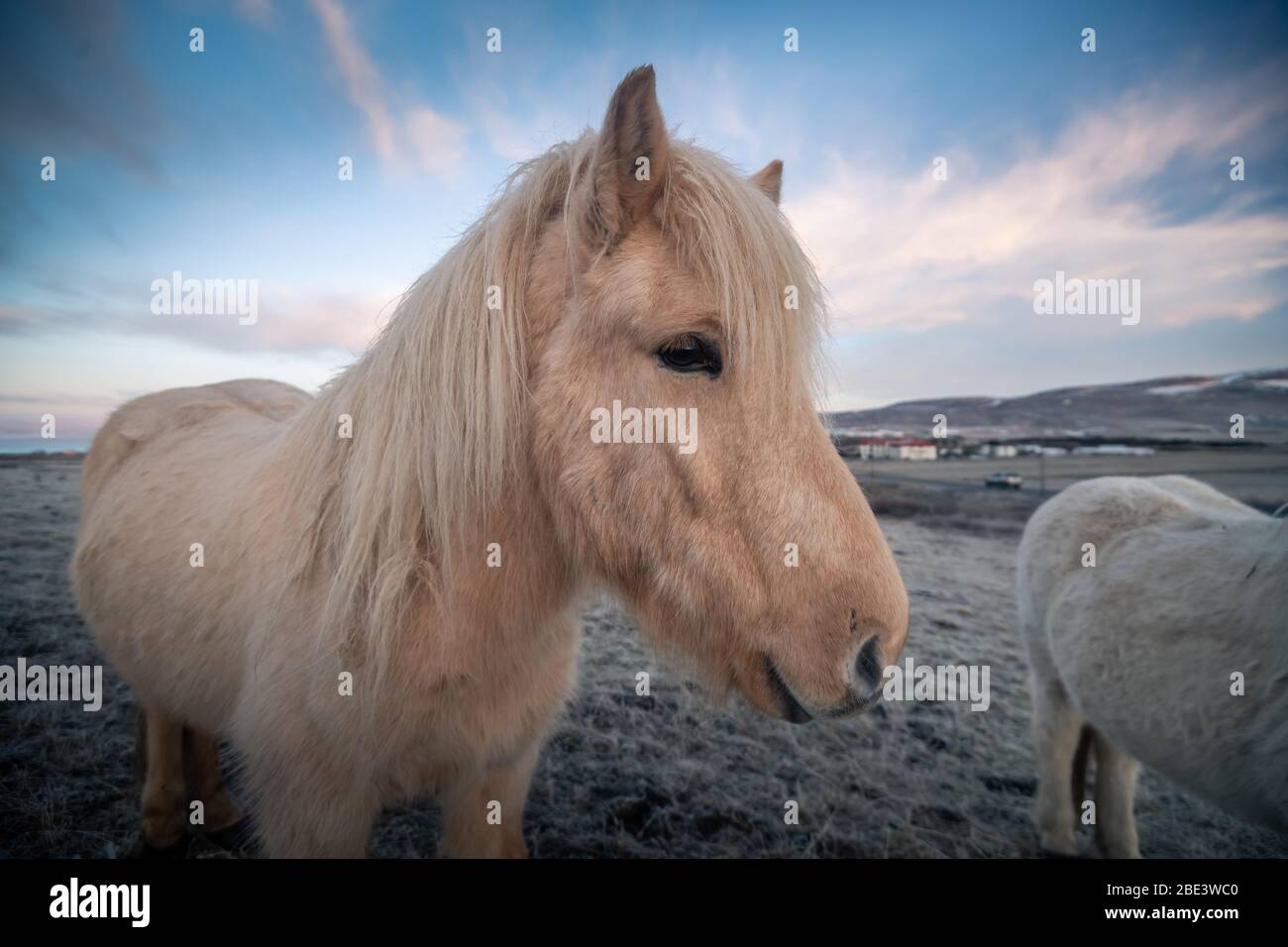 Chevaux islandais et beau paysage Banque D'Images