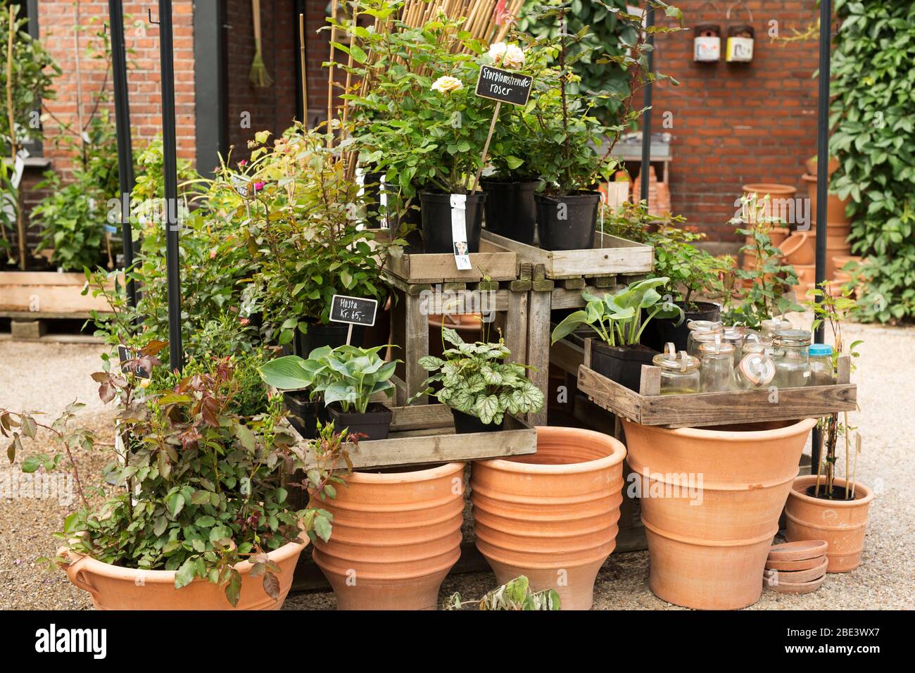 Fleurs et plantes exposées dans un fleuriste de Copenhague, Danemark. Banque D'Images