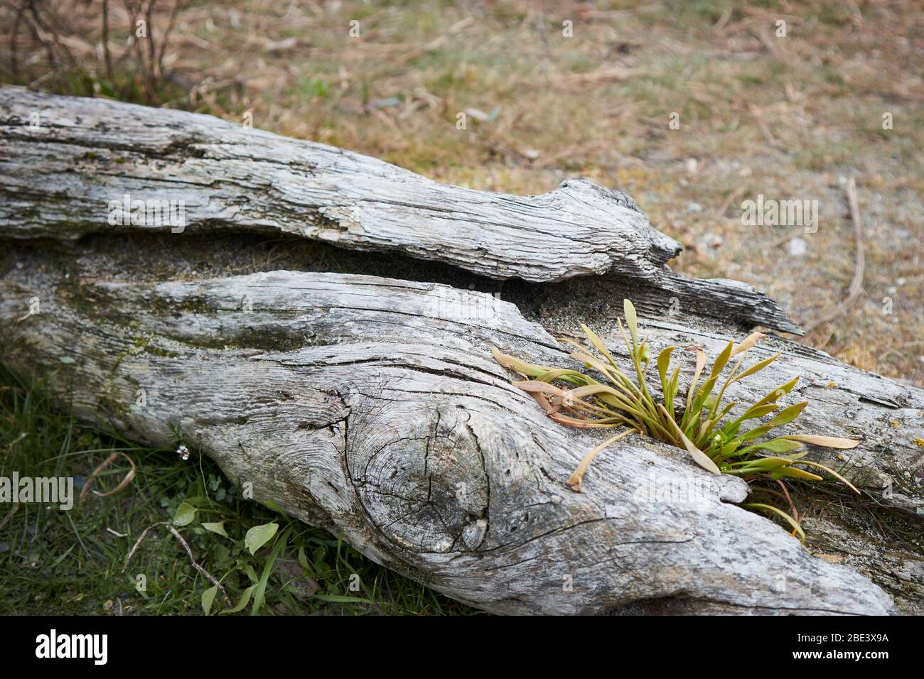 Jeunes mineurs de laitue (Claytonia perfoliata - également connu sous le nom de "laitue indienne", "beauté sauvage" et "ruelle d'hiver" ) qui poussent dans une fissure dans du bois de dérive o Banque D'Images