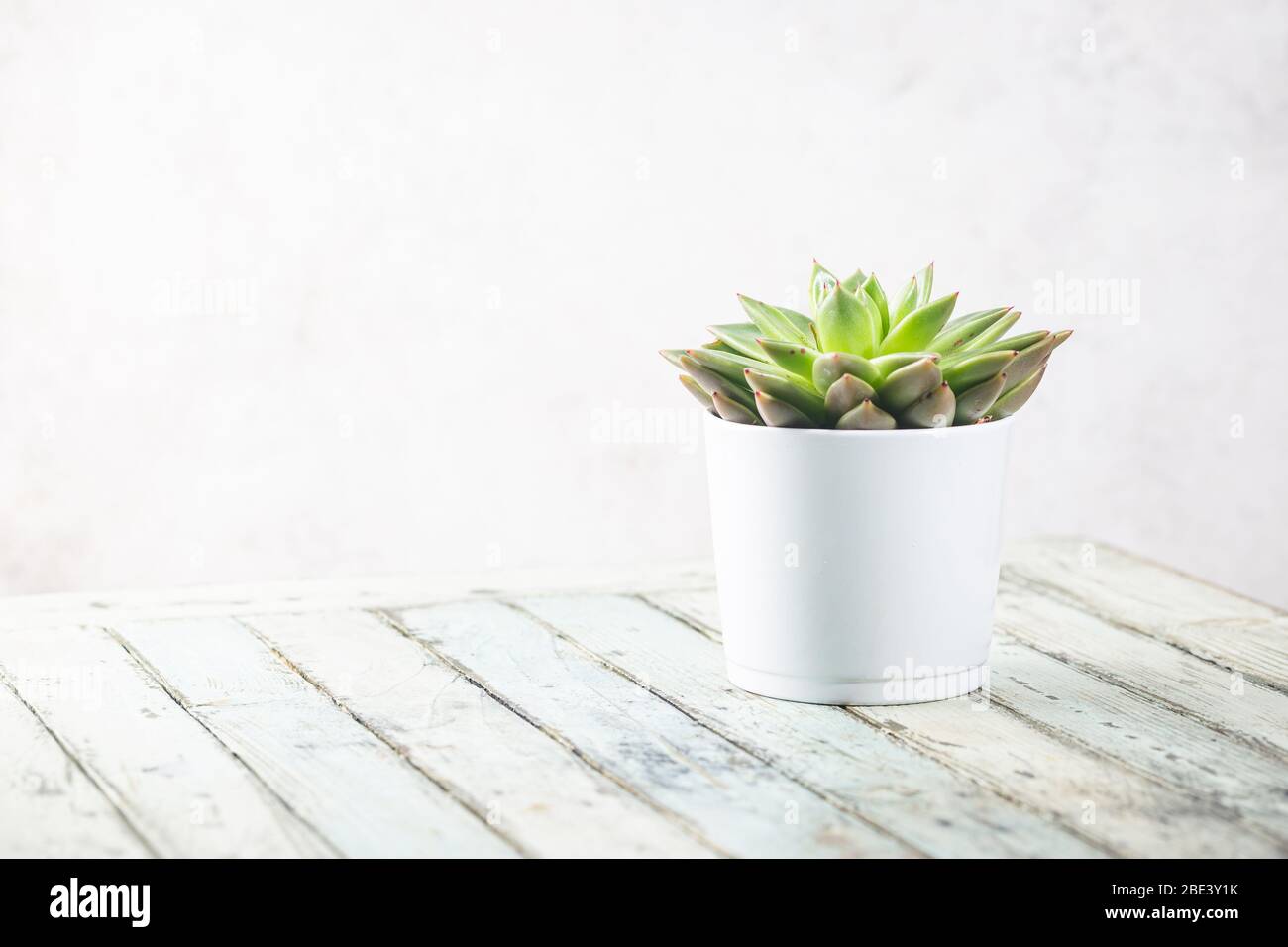 Plantes succulentes et cactus sur fond blanc. Composition florale minimale Banque D'Images
