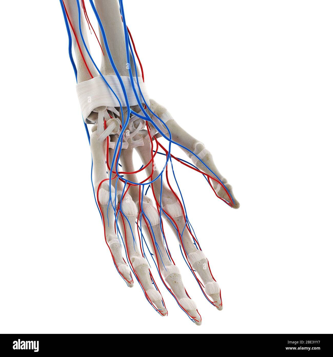 Vaisseaux sanguins de la main Banque de photographies et d’images à haute résolution Alamy