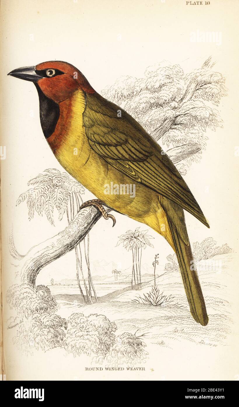 Sertisseuse à bande olive ou tisserand à ailes rondes, Ploceus brachypterus. Gravure en acier de couleur à la main par William Lizars après une illustration de William John Swainson de ses oiseaux d’Afrique occidentale dans la bibliothèque Naturaliste de Sir William Jardine : ornithologie, Lizars, Édimbourg, 1837. Banque D'Images