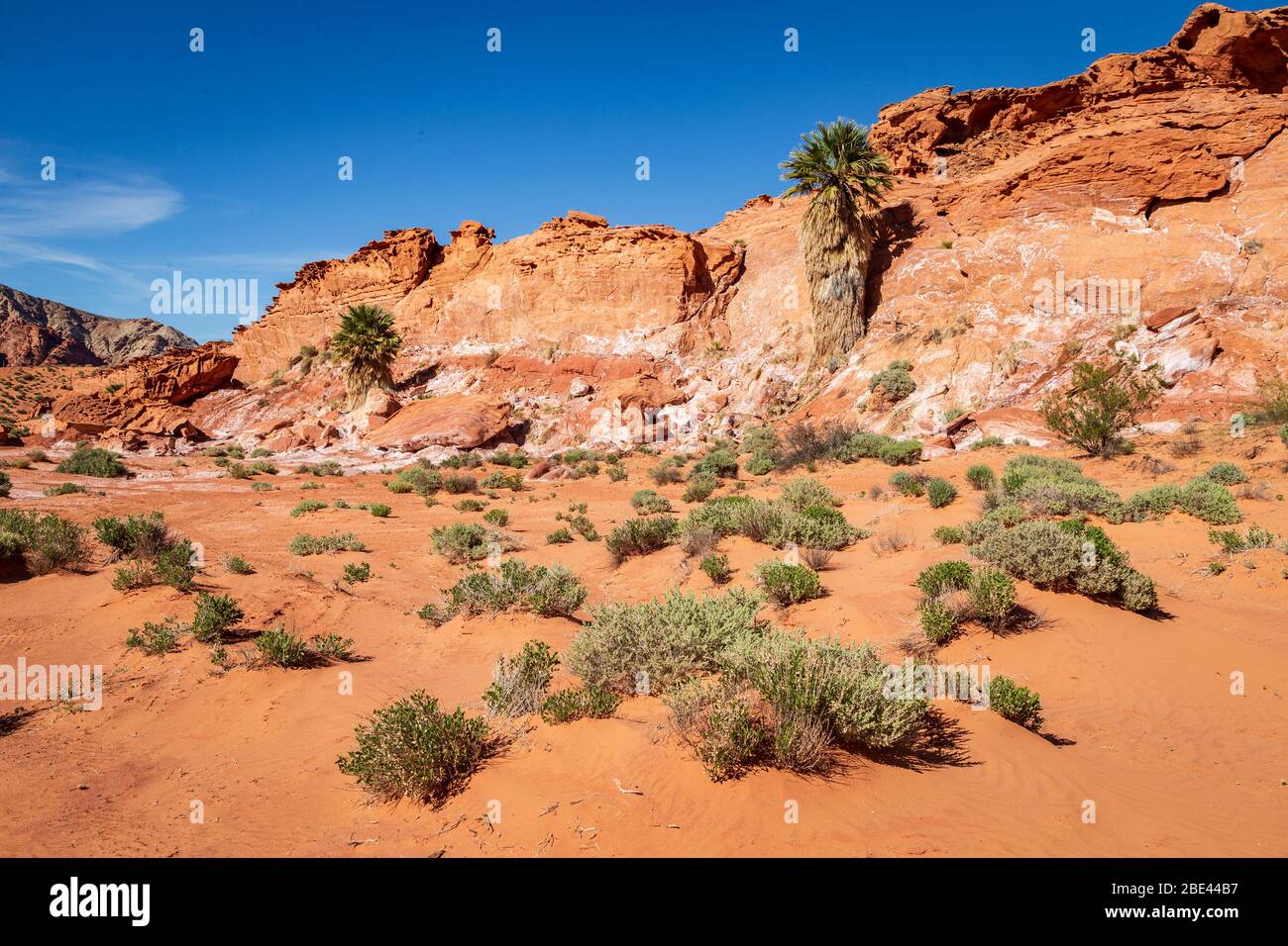 Little Finland au Monument national de Gold Butte, Nevada Banque D'Images