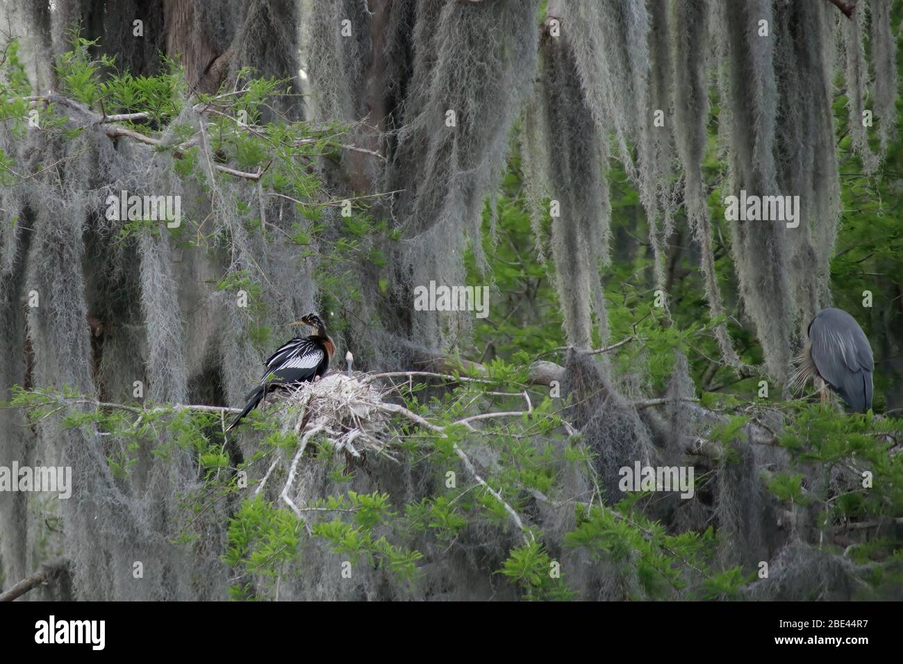 Bebe Heron Banque D Image Et Photos Alamy