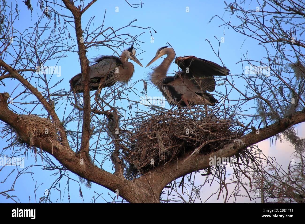 Une paire de grands hérons avec fond bleu ciel. Lac Wales, Floride, États-Unis Banque D'Images