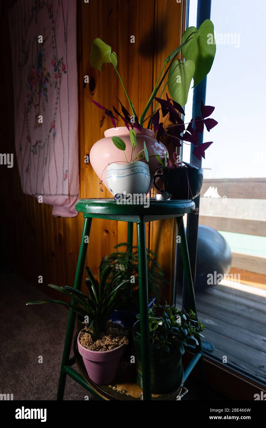 Tabouret à plusieurs niveaux recouvert de plantes en pots dans la maison à parois de bois avec tapisserie rose et fenêtre avec porche sur fond bleu clair ciel Banque D'Images