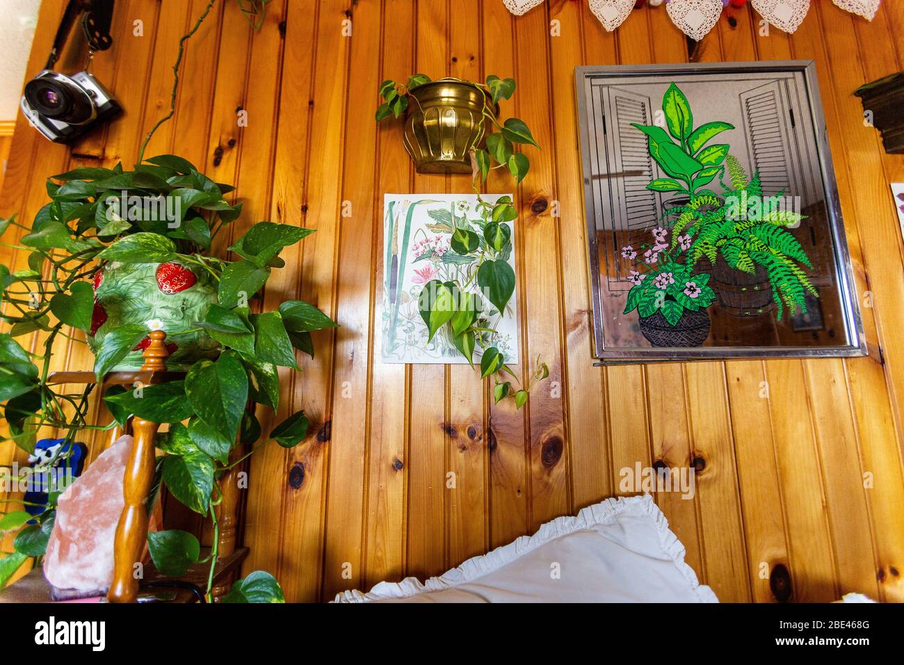 Beau mur de bois recouvert de plantes vertes et images de plantes vertes illuminées Banque D'Images
